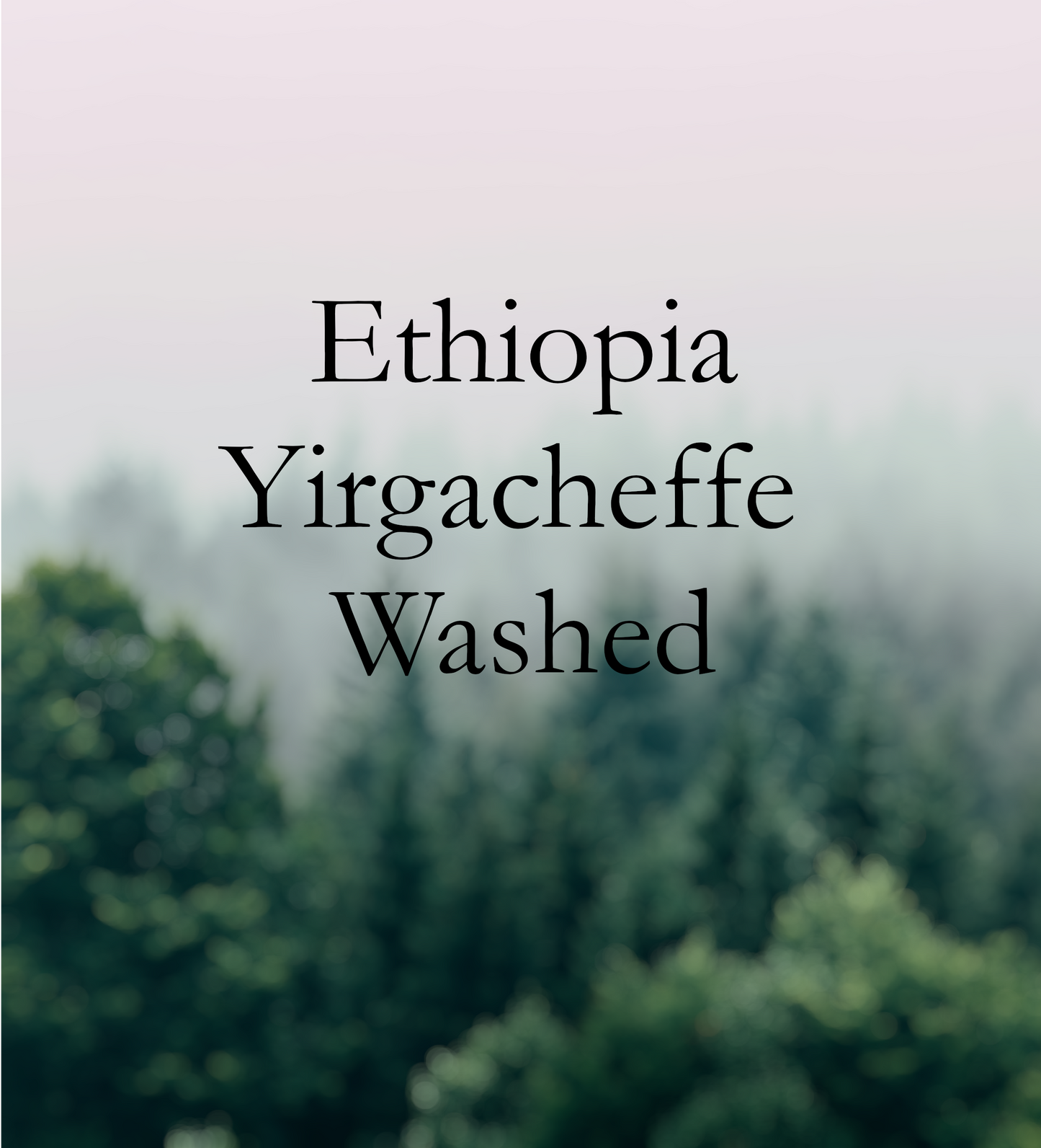 Washed Ethiopia Yirgacheffe G2