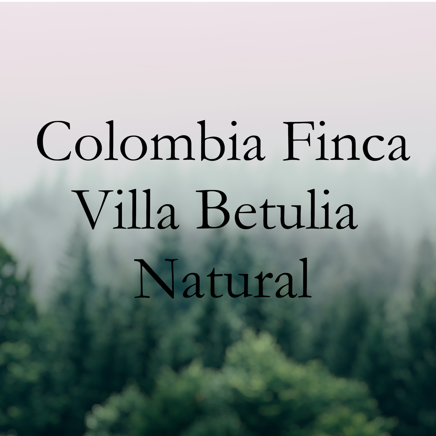 Colombia Finca Villa Betulia Natural Caturron 2024